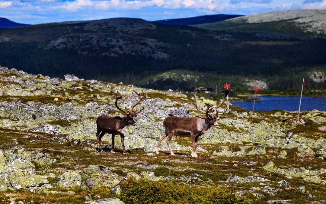 Vemdalsskalet – Varggransstugan